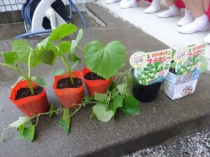 特別なきゅうりを食べたよ🥒(月組)